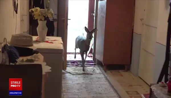 Poveste emoționantă în Botoșani. Un pensionar a salvat un pui de căprioară acum 7 luni, iar acum sunt de nedespărțit