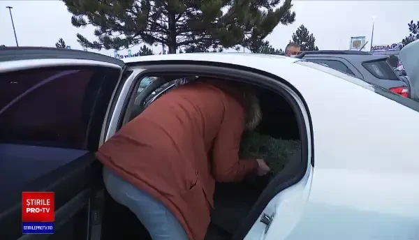 Brazii de Crăciun pot fi comandați online. Cum funcționează serviciul