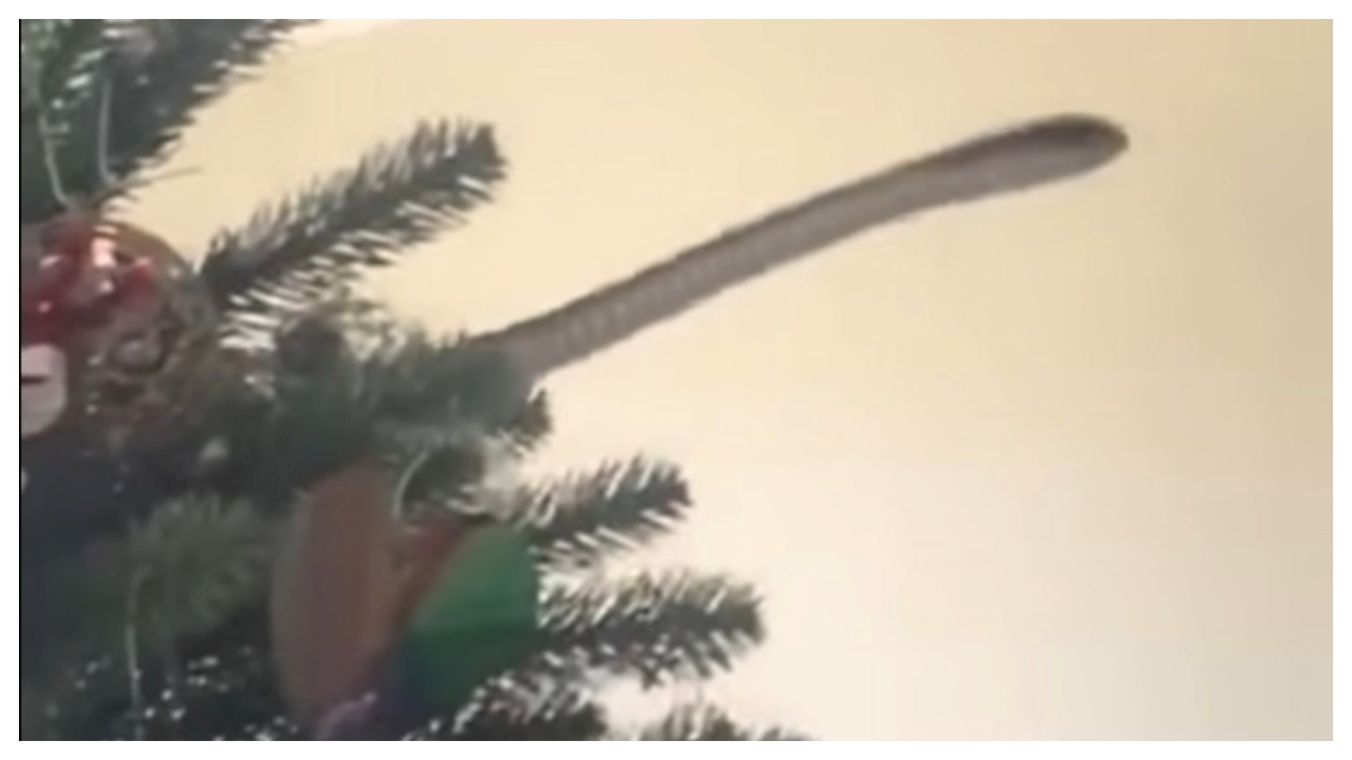 VIDEO. Clipe de coșmar pentru o familie din Africa de Sud. Cel mai veninos șarpe și-a făcut apariția în bradul de Crăciun