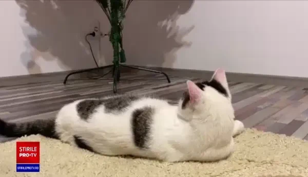 Iubitorii de pisici caută soluții pentru a păstra bradul împodobit cât mai mult timp. Ce recomandă veterinarii