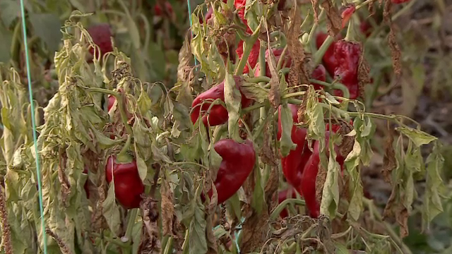 Fermierii români nu știu cum să vândă recoltele uriașe. „Îi rog să vină să se aprovizioneze care au nevoie”