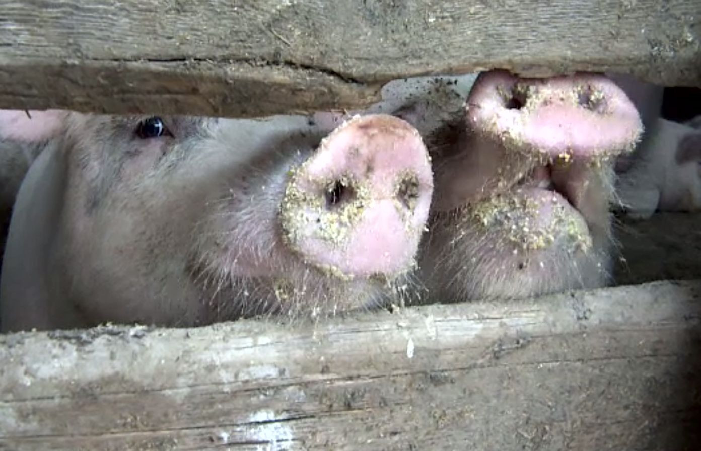 Porcii din gospodării sunt vânduți online, de teama amenzilor. Au dispărut anunțurile de la porțile sătenilor