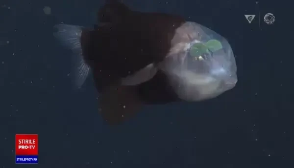 Peștele cu capul transparent, văzut pentru prima dată în ultimii 20 de ani. Ce rol are lichidul din capul său