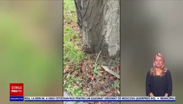 Dintr-un copac a început să curgă apă ca la robinet în Timișoara. Oamenii au crezut că este o ”minune”