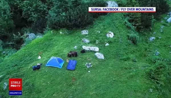 Urșii vor putea fi împușcați și în afara localităților. Activiștii de mediu vor depune o plângere la Comisia Europeană