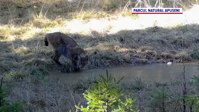 Imagini rare cu un râs în Apuseni. Ce făcea frumoasa felină
