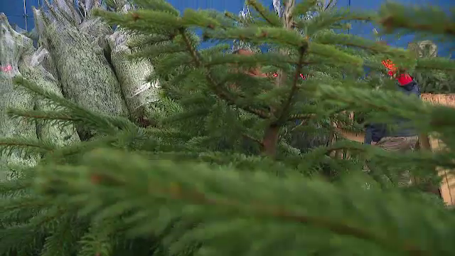 Românii au pornit în acest weekend în căutarea celui mai frumos brad. De la cât pornesc prețurile anul acesta