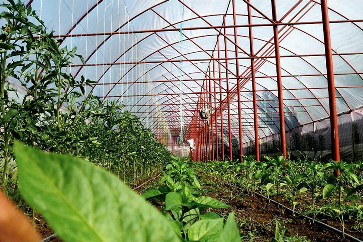 (P) În timp ce instalați un solar veți crea un mediu propice creșterii plantelor