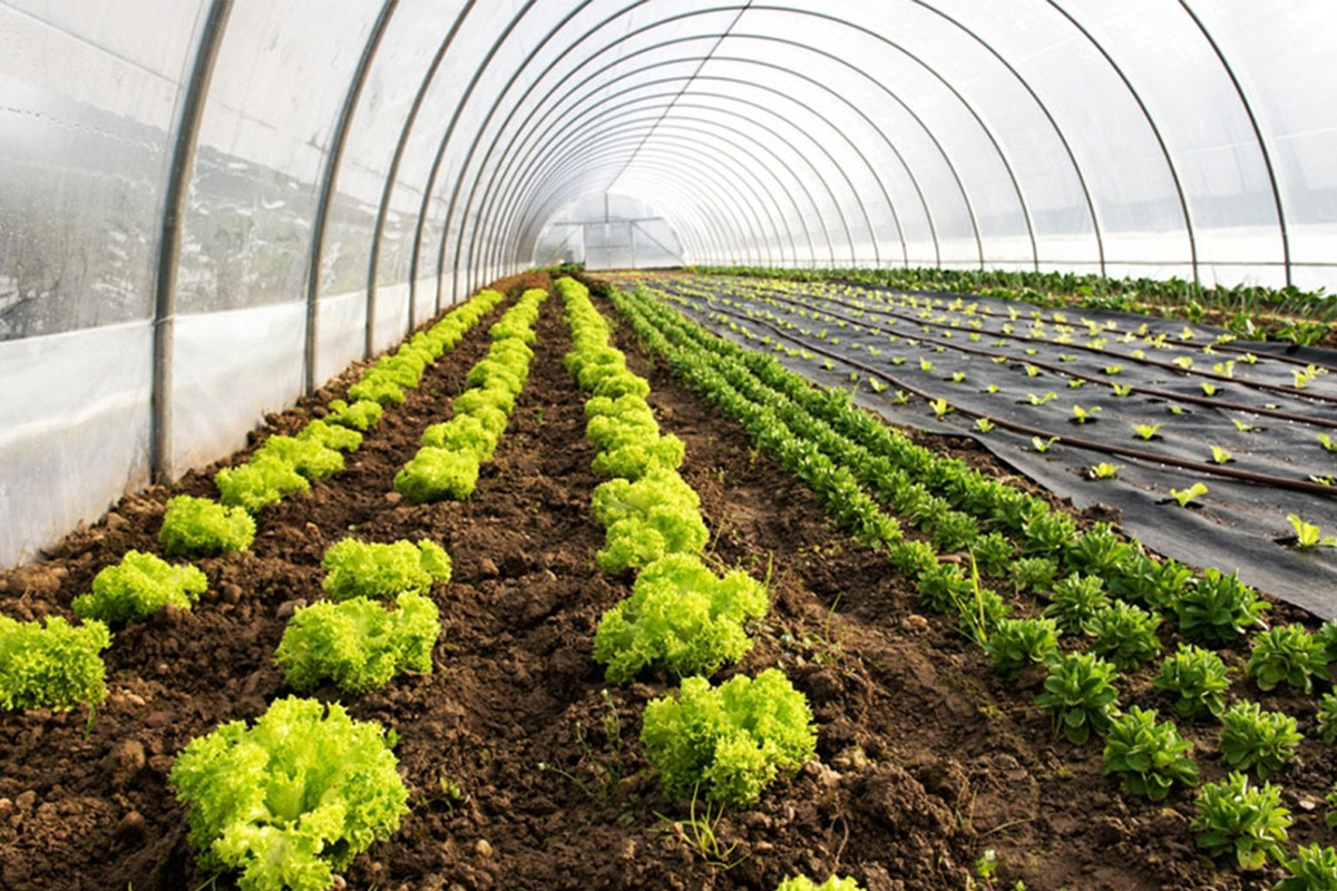 (P) Folia solară profesională poate fi achiziționată în orice cantitate necesară