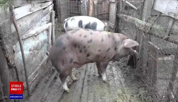 Românii vor pune pe masa de Crăciun cantități mai mici de friptură de porc și produse tradiționale