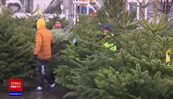 Cât costă brazii cu o săptămână înainte de Crăciun. Stocurile se epuizează rapid anul acesta