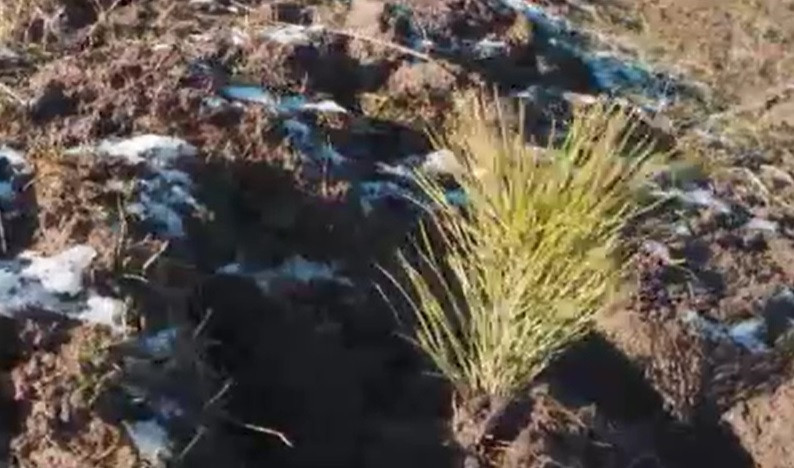 Peste 200.000 de puieți de brad, pin sau fag au fost plantați în 2021, în 15 județe din România