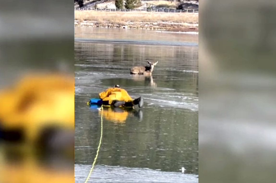 Un pompier a salvat o căprioară blocată pe un lac înghețat. Imagini emoționante de la operațiune