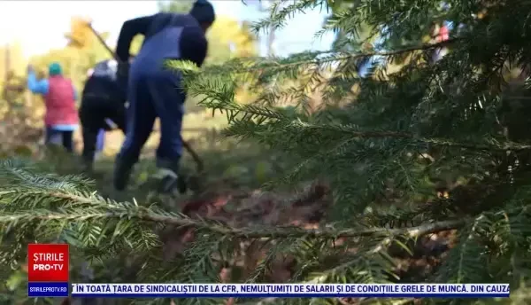 Peste 200.000 de puieți de brad, pin sau fag au fost plantați în 2021, în 15 județe din România
