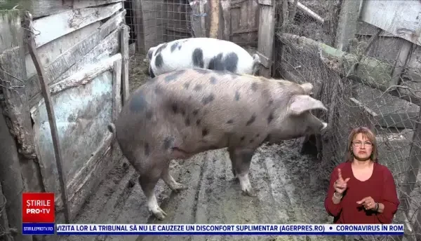 !Românii vor pune pe masa de Crăciun cantități mai mici de friptură de porc și produse tradiționale