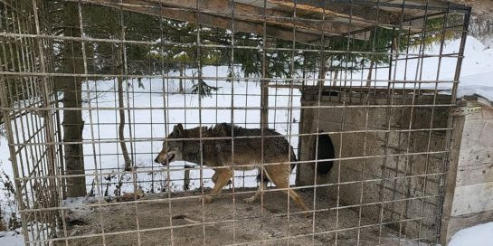 Suceveanul care a crescut 2 ani un lup în curtea sa a izbucnit în lacrimi la despărţirea de el