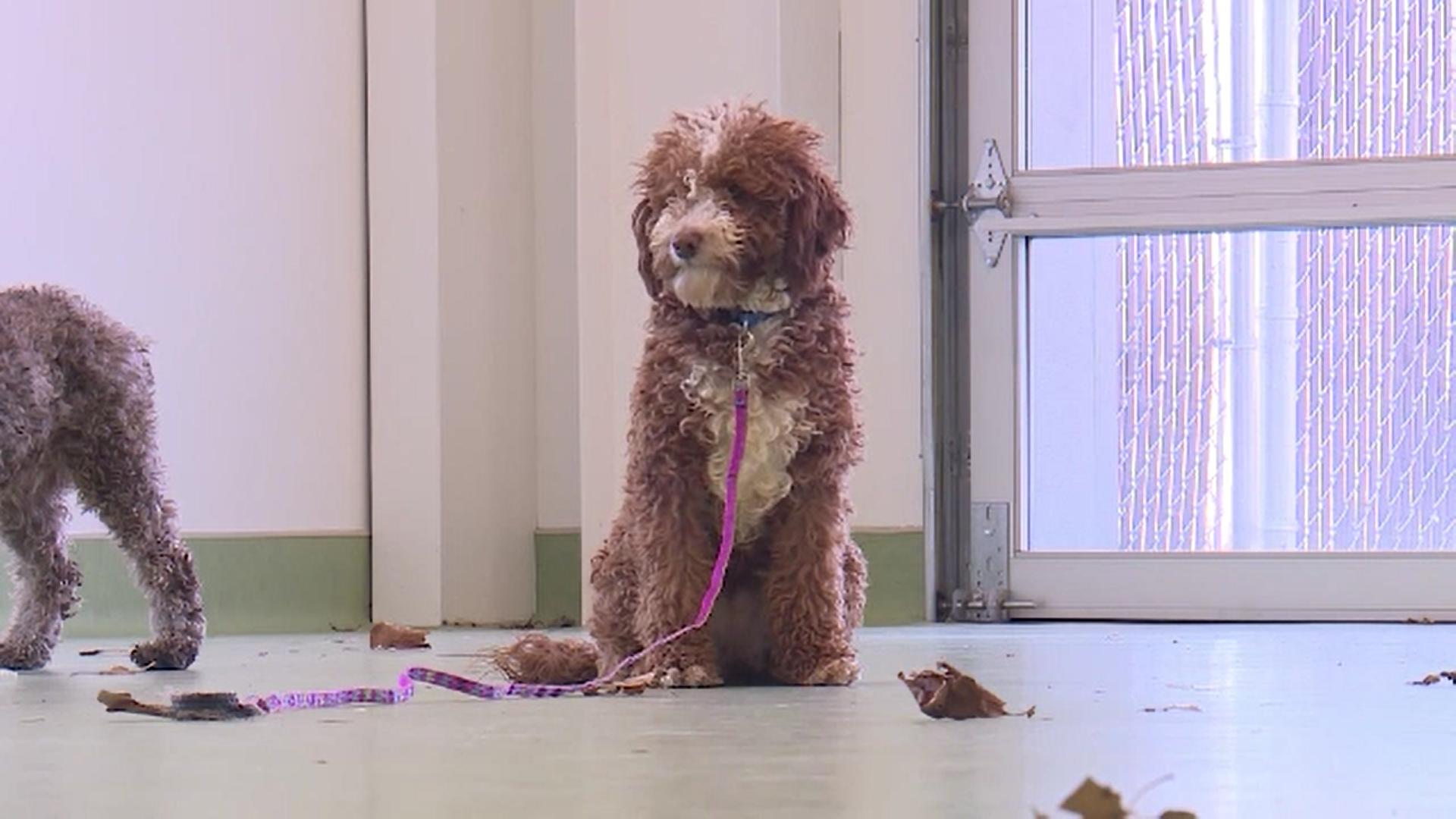 O asociație din SUA a salvat mai mulți câini ținuți cu anii în crescătorii