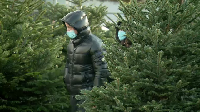 Brazii au rămas la fel de scumpi și în ziua de Ajun. ”Caut un brad să rămân la ultima căsătorie, pe gustul soției”