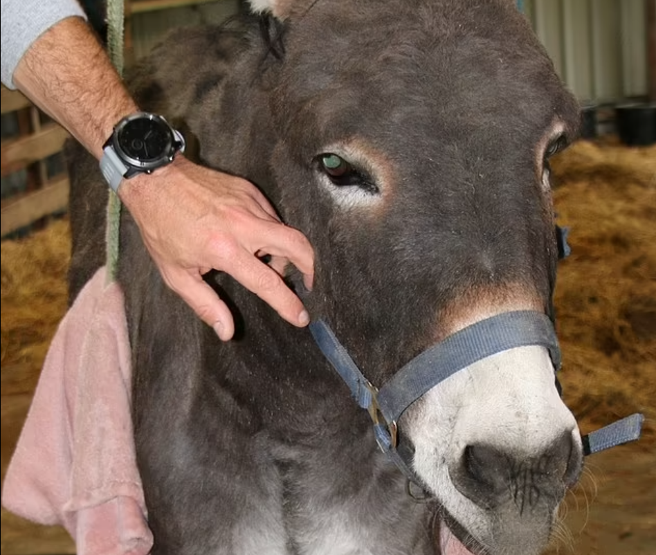 Un măgăruș cu un picior strâmb a primit cadou de Crăciun o proteză creată special pentru el