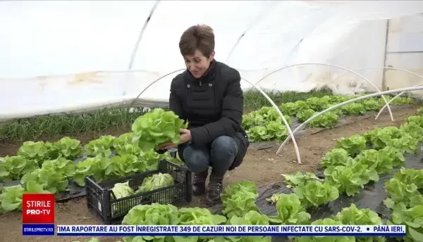 Salată, spanac și ceapă verde pe tarabele din piețe românești. Fermierii au profitat din plin de vremea călduroasă