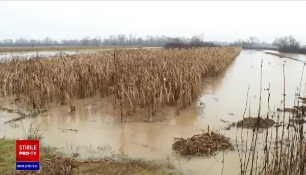 Inundațiile au făcut prăpăd în vestul României, la sute de hectare cu culturi agricole