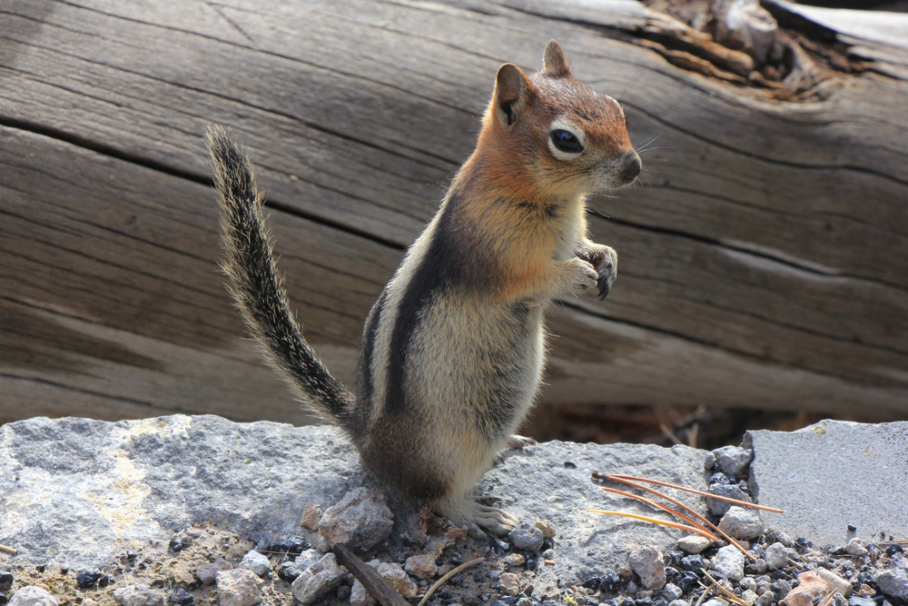 Veverița psihopată care a terorizat locuitorii unui orășel a mușcat 18 persoane în 48 de ore