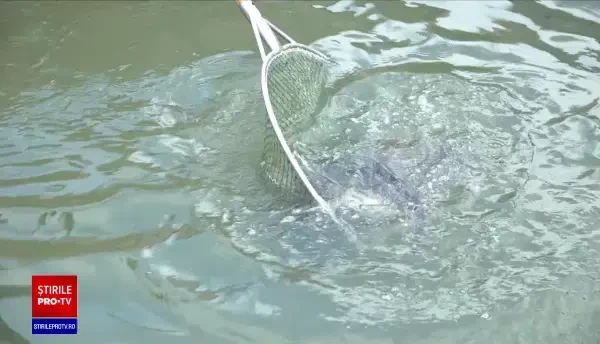 Săptămână grea pentru păstrăvării și restaurantele cu specific pescăresc. Cu ce preparate vor încânta clienții de Revelion