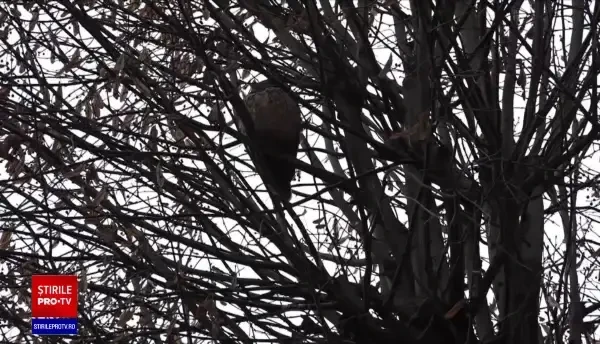 Ciufii de pădure, păsările nocturne care invadează orașele din România. Beneficiile pe care le aduc