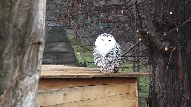 Grădina Zoologică din Târgu Mureș are locatari noi: trei reni și două bufnițe polare