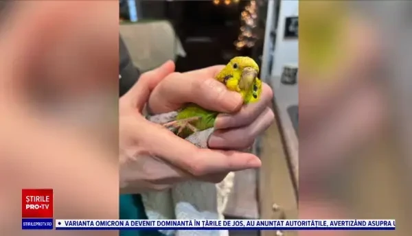 Un american avea 836 de papagali într-o casă: “M-am gândit că erau morți cu toții, pentru că niciunul nu se mișca”