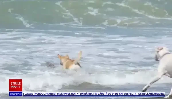 Oamenii au început să adopte tot mai multe animale. Care sunt cele mai ciudate necuvântătoare care se găsesc în case