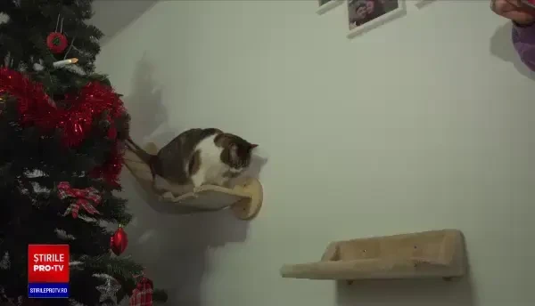 Urmează cea mai stresantă perioadă a anului pentru câini și pisici. Cum le putem apăra de ”bombardamentul” de Revelion