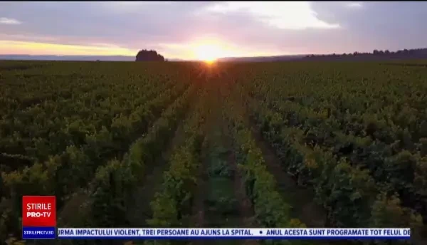 Vinarsul a devenit o băutură tot mai căutată. Producătorii români îl exportă în toată lumea