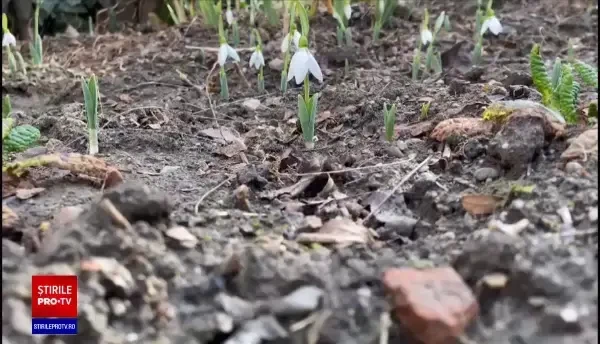 Efectele negative ale vremii neobișnuit de calde. Ghioceii au răsărit într-o comună din Gorj