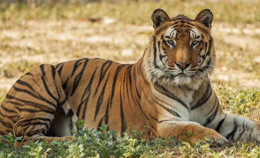Chile a lansat un program experimental de vaccinare anti-Covid a animalelor