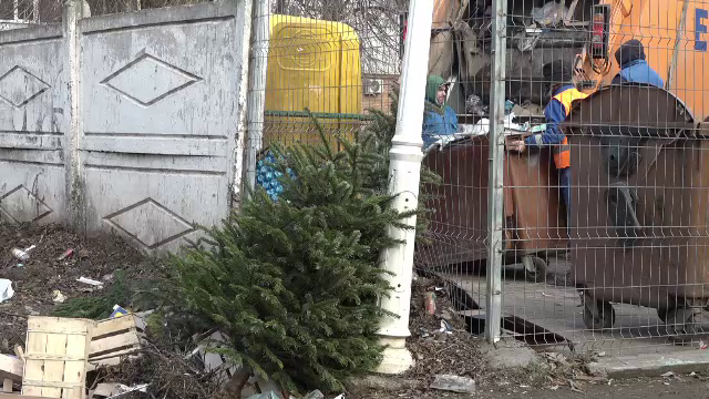 Ce facem cu brazii naturali după sărbători. Primăria Sectorului 6 îi va colecta gratuit. Care sunt condițiile