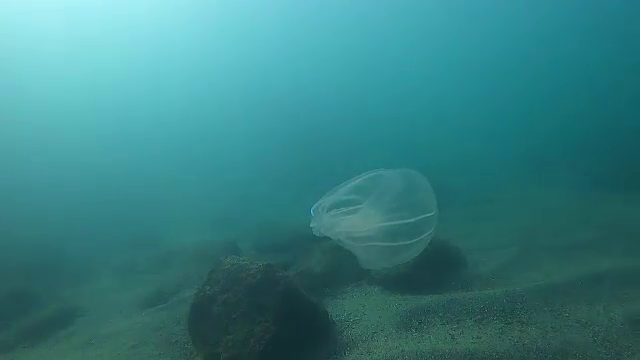 Schimbările climatice influențează fauna din Marea Neagră. Specia otrăvitoare care ar putea apărea și la noi