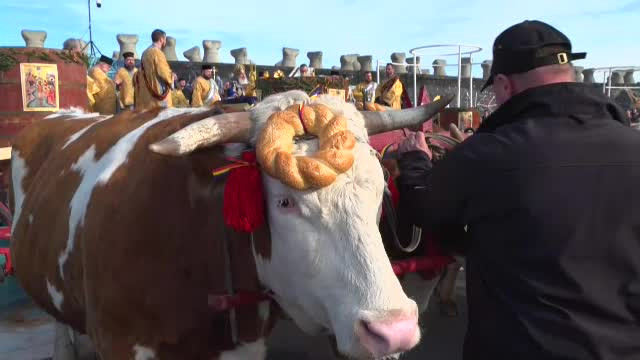 Boboteaza, Constanta