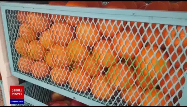 Cum a încercat un distribuitor să introducă în piața din România peste 12 tone de portocale cu pesticide