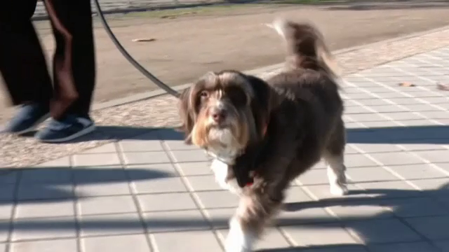 Noi drepturi pentru animalele de companie din Spania. Ce se întâmplă cu ele în cazul unui divorț al stăpânilor