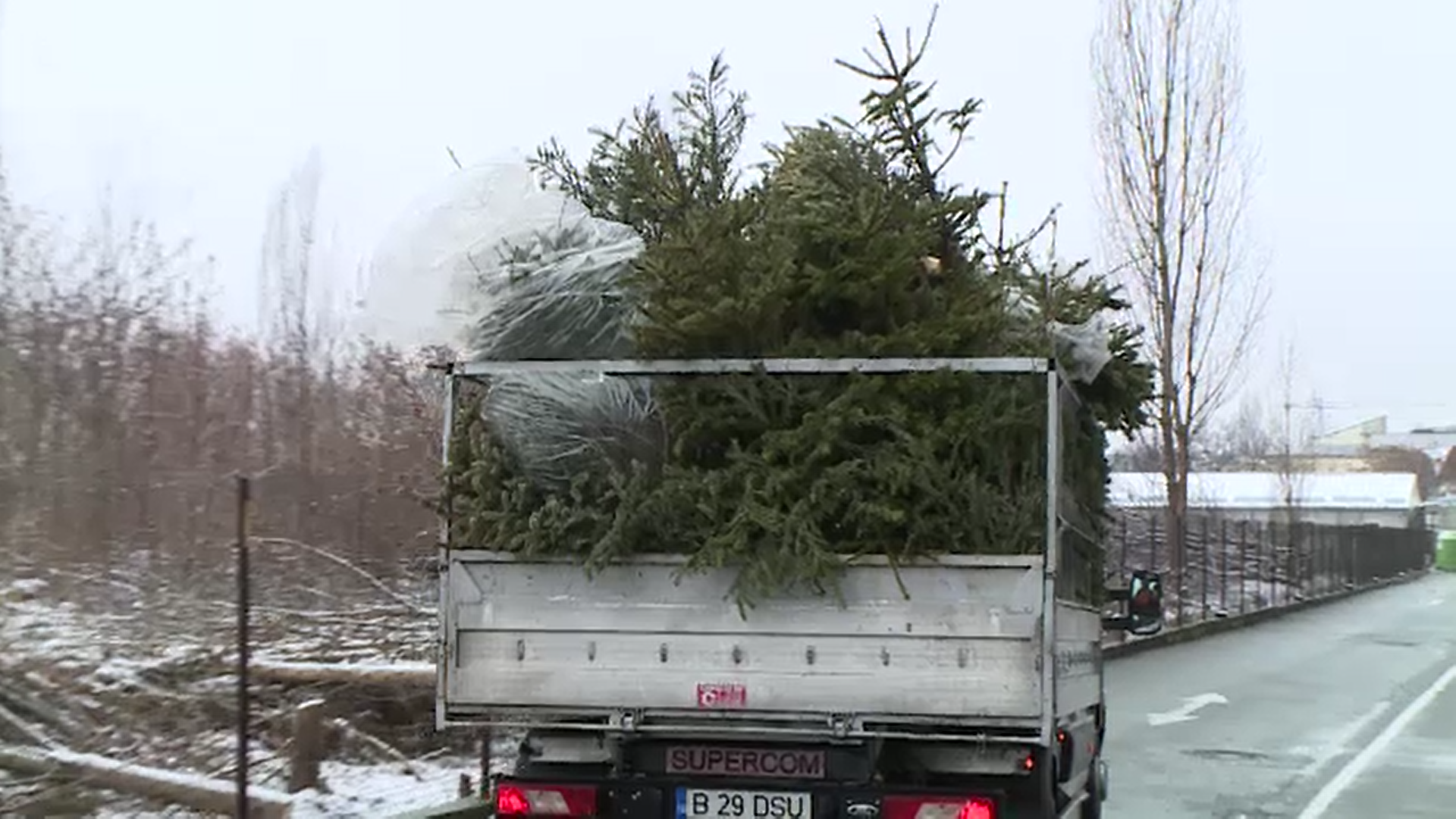 Unde trebuie aruncați brazii de Crăciun. „Marea majoritate îi lăsă în cel mai bun caz la ghena de gunoi”
