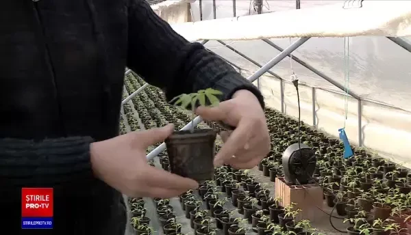 Programul „Tomata” va fi reluat în 2022. Fermierii vor primi mai mulți bani față de anul trecut