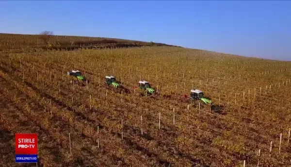 Anul 2021 le-a adus viticultorilor din România o supraproducție de struguri considerată de mulți un maxim istoric