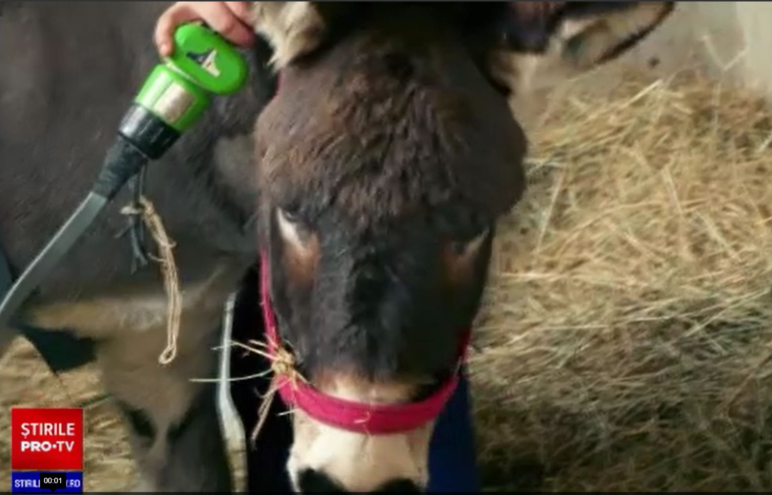 Măgăruș orfan, salvat după ce a fost călcat de un buldozer