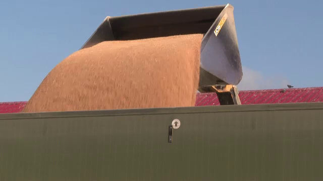 Cu o producție record de cereale, în 2021, România a devenit și cel mai mare exportator din Uniunea Europeană