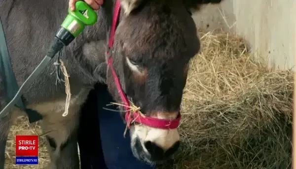 Măgăruș orfan, salvat după ce a fost călcat de un buldozer