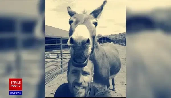 Măgăruș orfan, salvat după ce a fost călcat de un buldozer