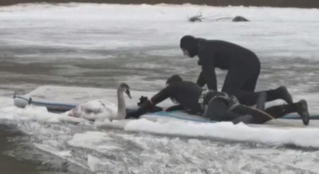 Intervenție neobișnuită. Cum a fost salvată o lebădă blocată în apele înghețate ale Prutului