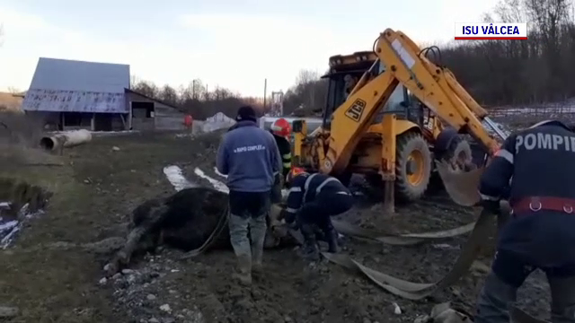 O vacă de aproximativ o tonă a rămas captivă în nămol. Pompierii au fost chemați să o salveze