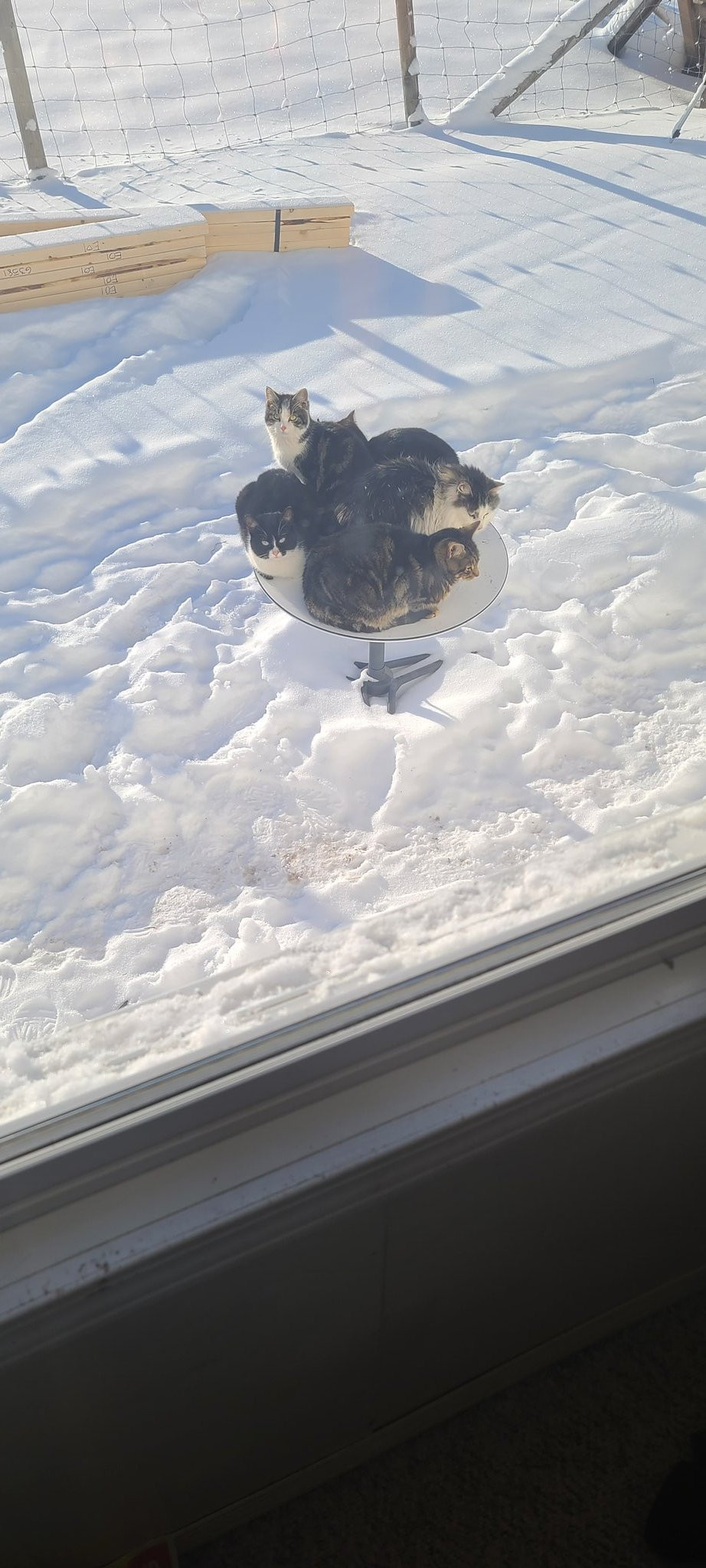 Cum folosesc pisicile din SUA antenele de satelit ale lui Musk pentru a se &icirc;ncălzi iarna